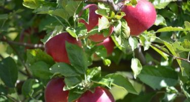 Почнува „Преспански јаболкобер“: Симболично откинување на првото јаболко