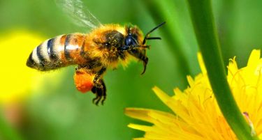 Исчезнувањето на пчелите станува ризик за европското земјоделие