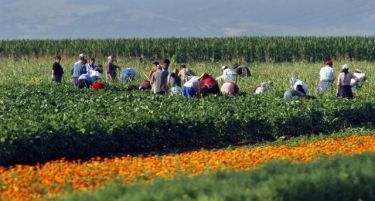 Србија: Повеќе менаџери отколку селани