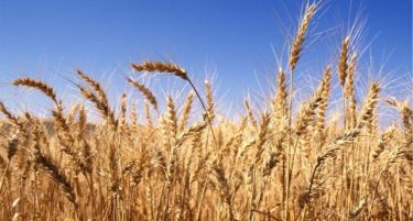 Поскапува житото во Србија