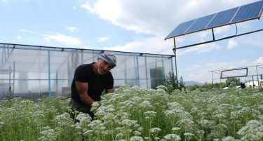 ОРИГАНО БИЗНИС: Профитот осигуран, македонското оригано патува во Америка и ЕУ!