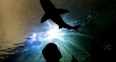 (ВИДЕО) Каде одат ајкулите кога ќе ја „намирисаат“ смртта