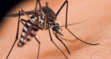 (ФОТО) Како да се одбраните од комарците на природен начин