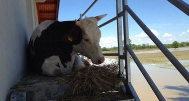 (ФОТО) Страшни фотографии од фарма во Шамац