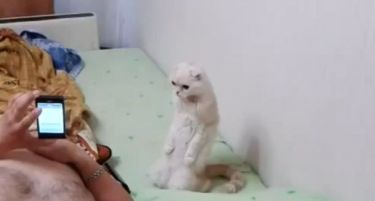 (ВИДЕО) Став мирно: Вака реагира мачкава кога ја слушне руската химна