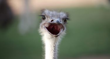 А мислевте дека вашата професија е чудна?