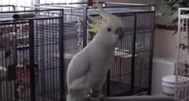(ВИДЕО) Се насмеавте денес? Ако не сте овој папагал ќе ве насмее сигурно!