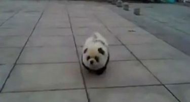 (ВИДЕО) Нов хит во Кина: подобро кучињата да личат на панди