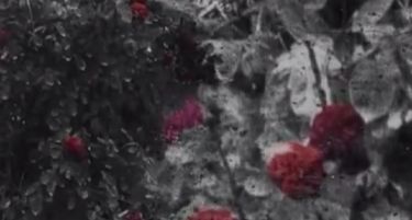 (ВИДЕО-СПОТ) Дино Мерлин: „Ружа“ за настраданите во поплавите