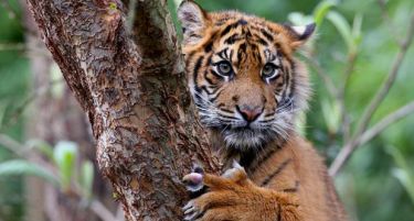 (ВИДЕО) ПРЕДУПРЕДУВАЊЕ: Без овие животни можеме да останеме во следните 10 години!