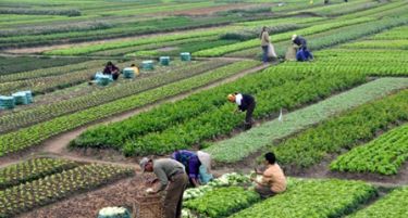 Земјоделци побрзајте- истекува рокот за субвенции