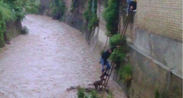 Босански експерти тврдат: Закана од беснило и афлатоксин во млекото