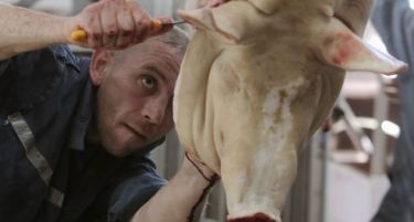 ЗАРАДИ КАВГАТА СО УКРАИНА: Русите навалија на српско свинско месо