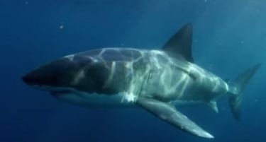 (ВИДЕО) МИСТЕРИЈА: Непознато животно во еден залак голтна ајкула?