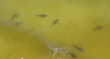 (ВИДЕО) Ваква глетка сигурно не сакате да видите во море!