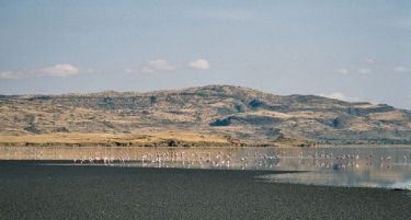 (ВИДЕО-ФОТО) Чудо на природата: Езеро кое птиците ги претвора во камен!