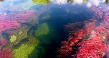 (ВИДЕО-ФОТО) „Кањо Кристалес“ најубавата река на светот?