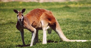 Австралија воведе санкции за Русија – Русите загрижени заради кенгурите!