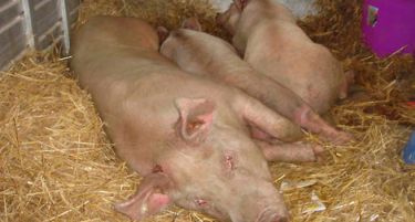 СКАНДАЛ: Месо од угинати животни го спремале за продажба!