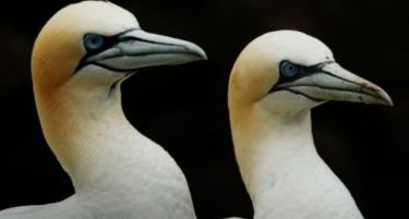 (ФОТО) Пола милион птици окупираа шкотски остров