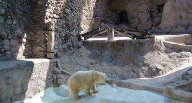Пола милион луѓе бараа спас за најтажната поларна мечка, но бадијала!