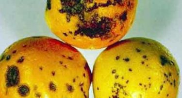 Црна дамка: Портокалите од Јужна Африка инфицирани со габична инфекција!