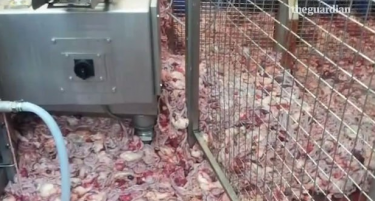 (ВИДЕО) ШОКАНТНО: Откриено како опасна бактерија стигнува до пилешкото месо!