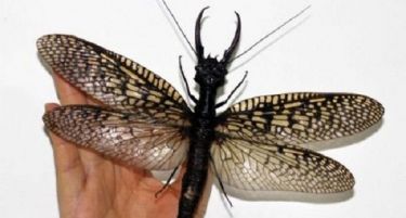 (ФОТО) Откриена најголемата водена летачка бубачка во Кина