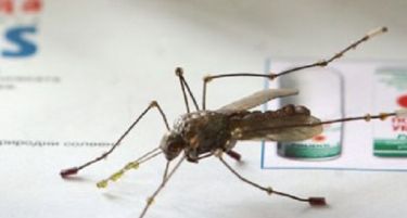 Во Панчево вонредна состојба поради комарци