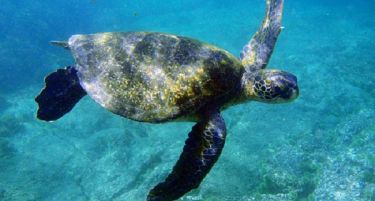 Поминала 3979 километри: Зелена морска желка – светска патничка