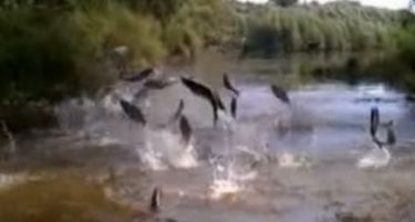 ФОТО: Летечки риби на Драва!