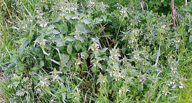 Овие билки ќе ви помогнат во правилно функционирање на системот за варење