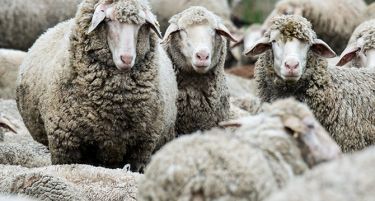 АЛАРМАНТНО: Се намалува бројот на говеда, овци, свињи, крави…