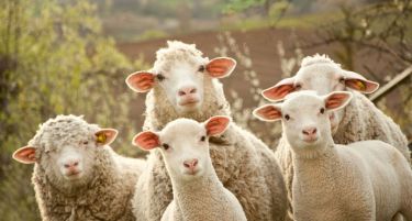 Добиточните пазари под клуч поради болеста син јазик!