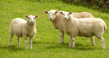 Се шири болеста „син јазик“ кај стоката, ја пренесуваат комарци