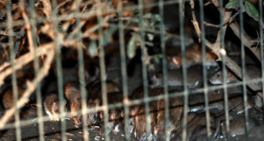 Здружение за заштита на животните бара дом за 300 – стаорци!