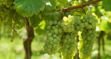 ПОГУБЕН ДОЖД: Најлоша сезона за грозјето во последниов половина век!