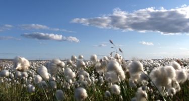 АГРОБИЗНИС: Како да го вратиме памукот на македонските ниви?