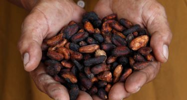 Научници: Какаото го подобрува памтењето