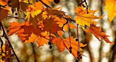 Вежбајте во природа: Есенски фитнес со собирање на суви листови