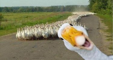 Зошто Македонија слабо ги користи парите од ИПАРД фондовите?