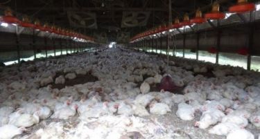 ПТИЧЈИ ГРИП: ЕУ ги пофали Холандија и Велика Британија за брза реакција на вирусот