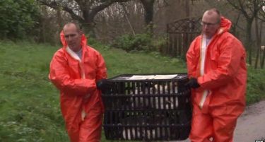 ОФИЦИЈАЛНО: Заради птичји грип, стопиран увозот на пилешко месо од Холандија, Германија и Британија!