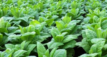 Неверојатно откритие: Билката најчесто обвинувана дека предизвикува рак, има антиканцерогено дејство!