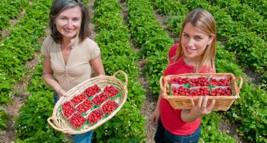 ШПАНИЈА БАРА РАБОТНИЦИ за на плантажа со јагоди!