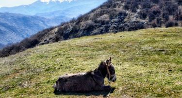 Како ќе се развива македонскиот аграр во следните пет години?