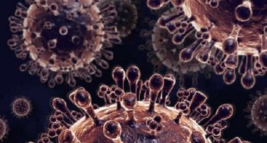 Во Холандија откриен опасен вид на птичиј грип