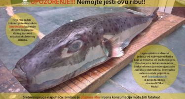 СТИГНА ВО ЈАДРАНСКОТО МОРЕ: Внимание: Оваа риба е опасна по живот!