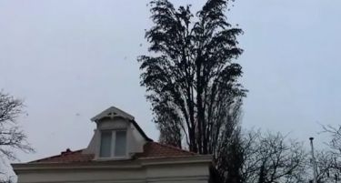 (ВИДЕО) Хит на Интернет: Сосема необично дрво кое крие неверојатна тајна!