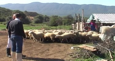 Мерки за обнувување на сточниот фонд по епидемијата од син јазик